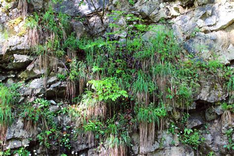 Free Images Tree Flower Stone Overgrown Moss Stream Jungle