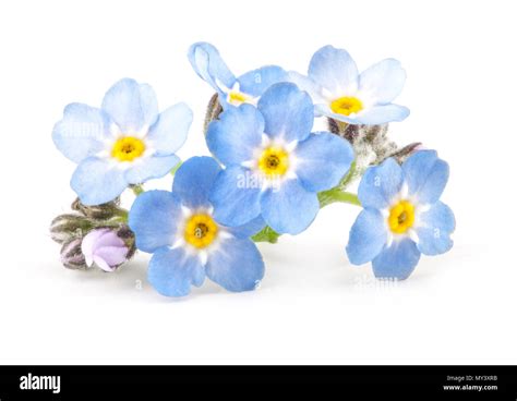 Forget Me Nowts Hi Res Stock Photography And Images Alamy
