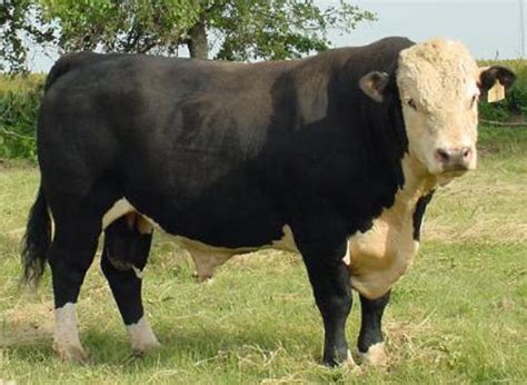 How To Identify Black Hereford Cattle Hereford Cattle Cattle Ranching Cattle Breeds