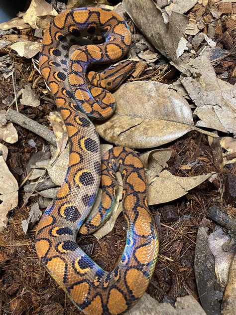 Maybe you would like to learn more about one of these? "Jesus, that's nice!" The Brazilian rainbow boa : snakes