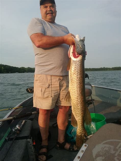 45 In Tiger Muskie Fishing Hall Of Fame Of Minnesota