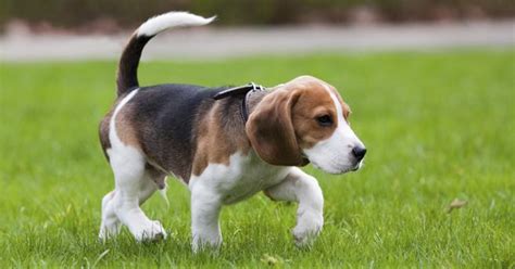 Perro mestizo, una opción ideal para encontrar el mejor perro para un piso. Estas son las mejores razas de perro si tienes hijos