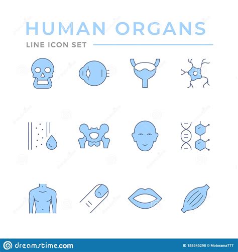 Set Color Line Icons Of Human Organs Stock Vector Illustration Of