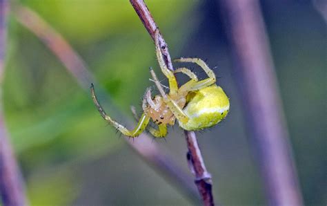 Newly Discovered Neon Green Spider Named After The Lady Gaga Of