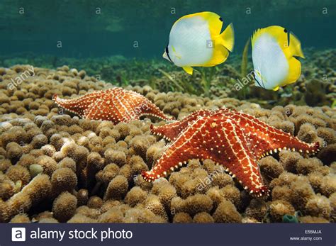 Starfish Underwater Over Coral With Two Butterflyfish Caribbean Sea