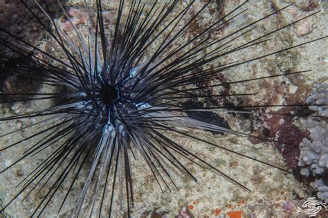Black Sea Urchin Spines