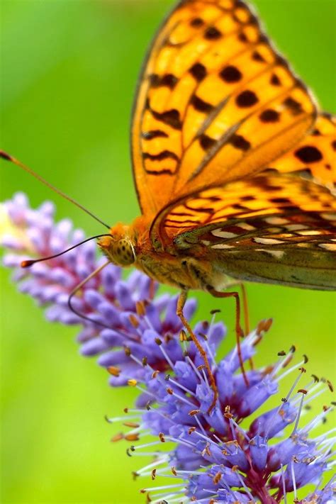 Download Wallpaper 800x1200 Butterfly Grass Wings Iphone 4s4 For