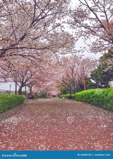 Blooming Cherry Blossoms In Yokohama Japan Stock Photo Image Of