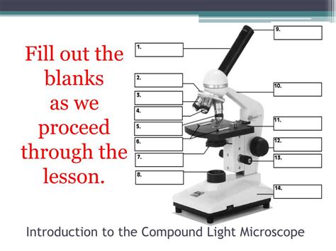 Ppt Introduction To The Compound Light Microscope Powerpoint