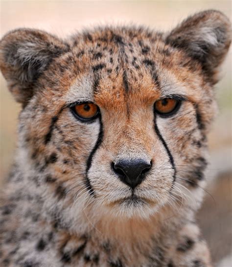Serious But Very Cute Young Cheetah Last Cheetah Picture A Flickr