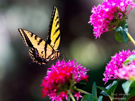 Beautiful Butterfly Within The Flowers Birds And Blooms