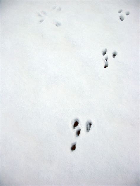 Rabbit Footprint In The Snow How Can Such A Small Animal L Flickr