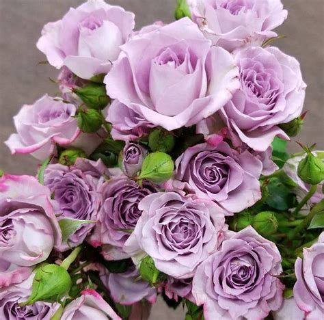 Lavender Spray Rose Flower Diy Wedding Flowers Flower Moxie