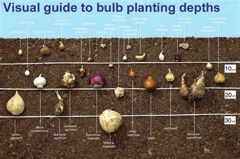 Bigger Picture To Show Depth For Planting Bulbs Great