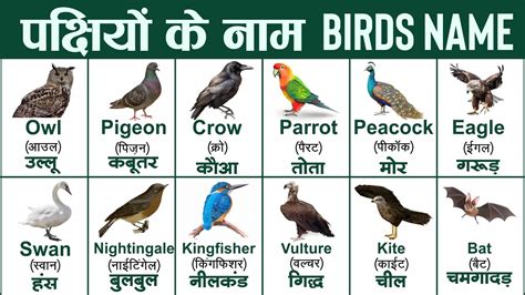 Birds Names In English And Hindi With Pdf पक्षियों के नाम Birds Name