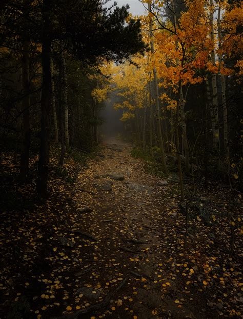 Forest Lore — Misty Autumn Walks In The Gold Dusted Pines