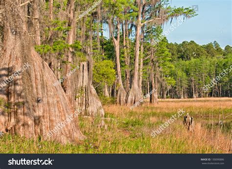 Pine Log State Forest Northwest Florida Stock Photo