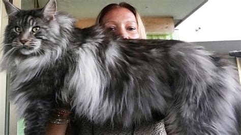 Large Cat Breeds Maine Coon Pets Lovers