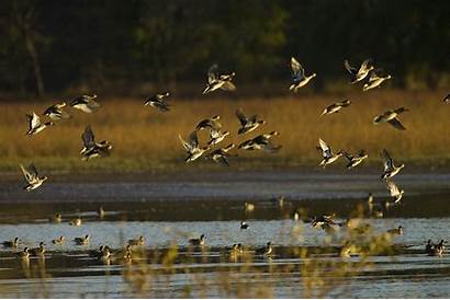 Duck Mallards Hunting Flock Mallard Water Rising