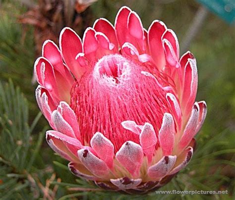A Beautiful Protea South Africas National Flower Why Studex Loves
