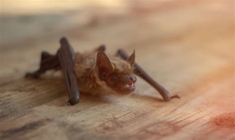 undetectable bat bite can transmit rabies the epoch times