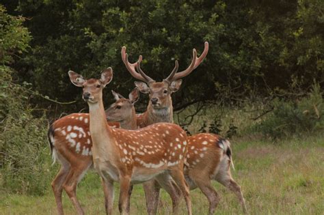 Manchurian Sika Deer Watatunga Holidays In Norfolk
