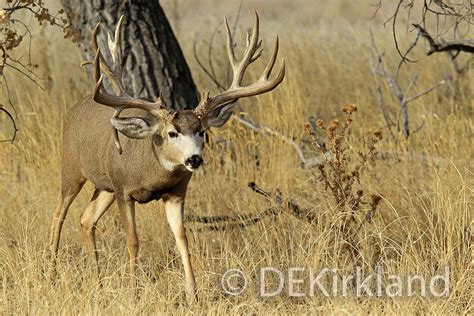 Mule Deer A Large Non Typical Buck About To Cross A Dry Cr Flickr