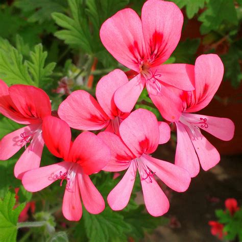 무료 이미지 꽃잎 식물학 담홍색 플로라 식물의 야생화 꽃들 제라늄 관목 매크로 사진 꽃 피는 식물 게 라니과 연간 공장 육상 식물
