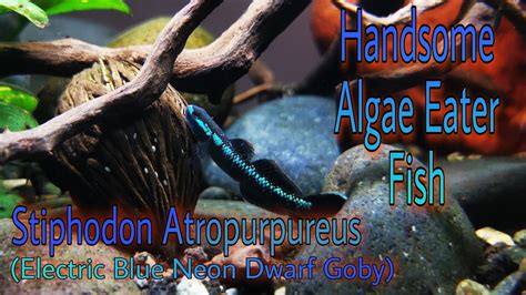 Stiphodon Atropurpureus Electric Blue Neon Dwarf Goby Profile