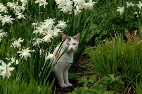 When you look in textbooks about the poisonous principles of plants, each plant has the. Are Spider Plants Poisonous to Cats (With images) | Cat ...