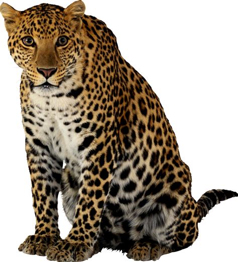 Cheetah PNG Transparent Image Download Size X Px