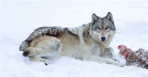 Gray Wolves May Lose Endangered Status And Protections The New York Times