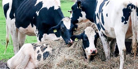 Kärntner Bauer Ließ Kühe Verhungern Geldstrafe Und Bedingte Haft Gesellschaft Derstandard