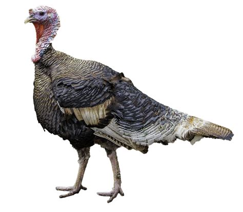 Turkey Bird Png