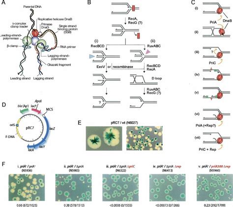 synthetic lethality assay a the e coli replisome complex download scientific diagram