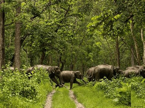 Top 10 Wildlife Sanctuaries In Kerala To Visit In 2024 Iris Holidays