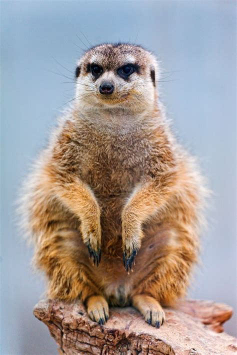 215 Best Meerkat Images On Pinterest Animal Pictures