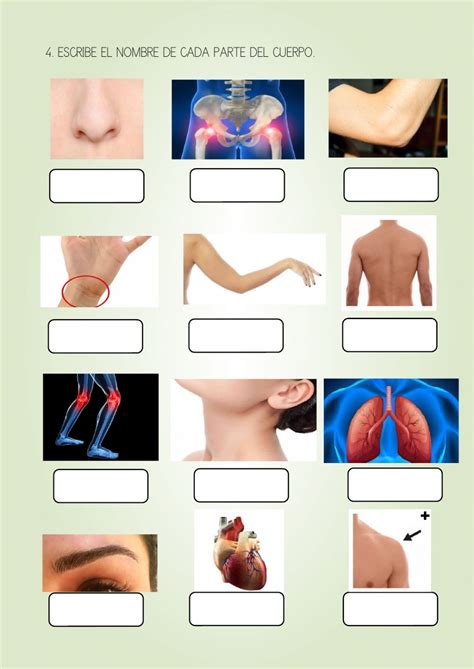 Ejercicio De El Cuerpo Humano Partes Externas