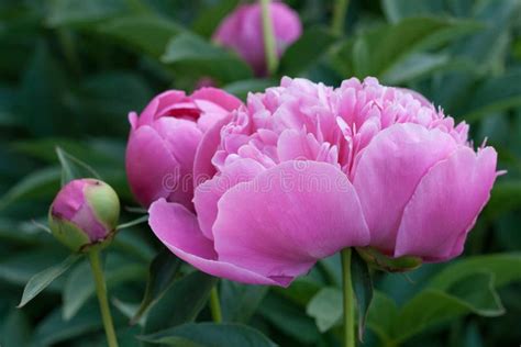 Rose Peonies Blooming Stock Photo Image Of Isolated 72664480