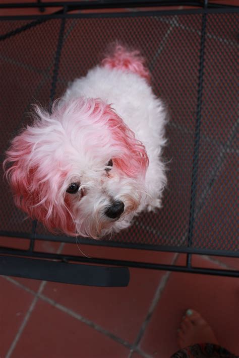 With a little more effort and creativity, you can dye your dog's hair to make your dog's unique style by using opawz pet hair coloring dye. Kool-Aid Hair Dye DIY | Kool aid hair, Kool aid hair dye ...