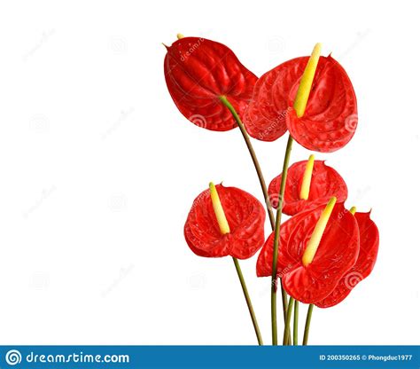 Anthuriumflamingo Flowers In The Garden Stock Image Image Of