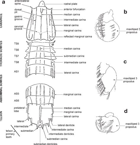 Figure 100 From A Catalog Of The Mantis Shrimps Stomatopoda Of Taiwan
