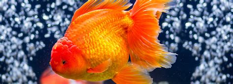 Fancy Goldfish Care Sheet And Supplies Petsmart