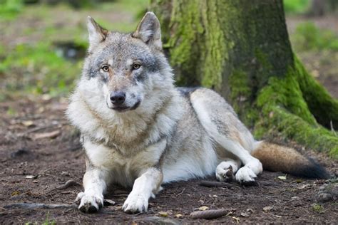 Timber Wolf The Timber Wolf Subspecies Of The Gray Wolf Is A Canine