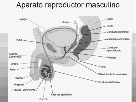 Aparato Reproductor Masculino Para Colorear Dibujo Views