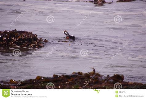 Harlequin Duck Swimming In Surf Stock Photo Image Of Histrionicus