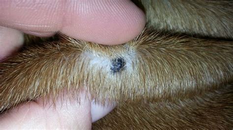 Small Black Mole On Back Boxer Forum Boxer Breed Dog Forums