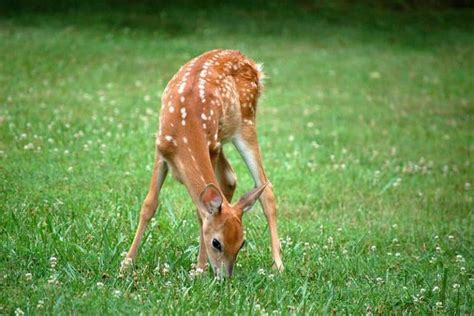 Do Ultrasonic Deer Repellers Work? - Wildlife Informer