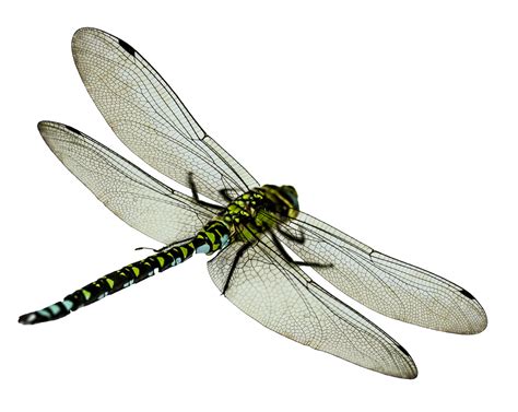 Dragonfly Png Transparent Dragonflypng Images Pluspng