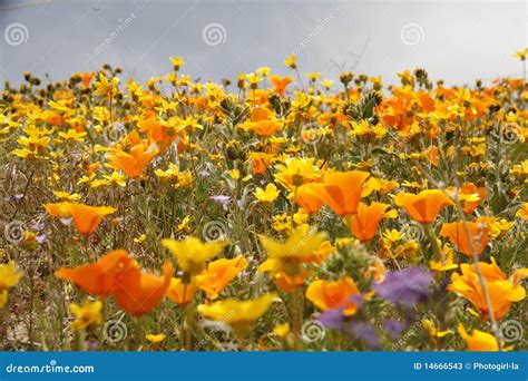 California Wildflowers In Bloom Stock Image Image Of Poppies Sandy